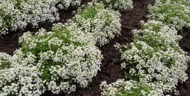 Alyssum - Carpet of Snow (Seeds)